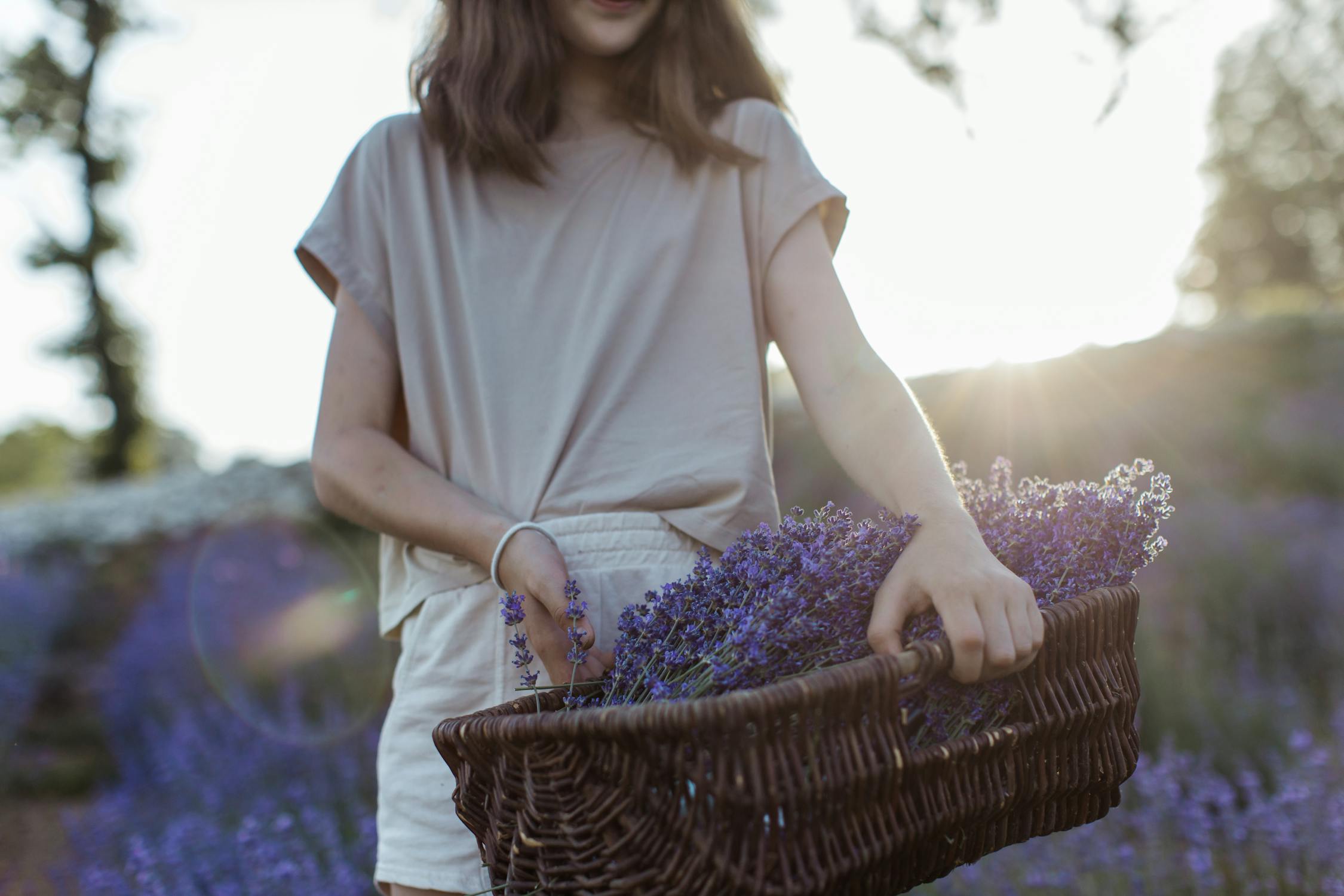 Hands gently harvesting lavender flowers, representing ethical and careful collection of essential oil plants.